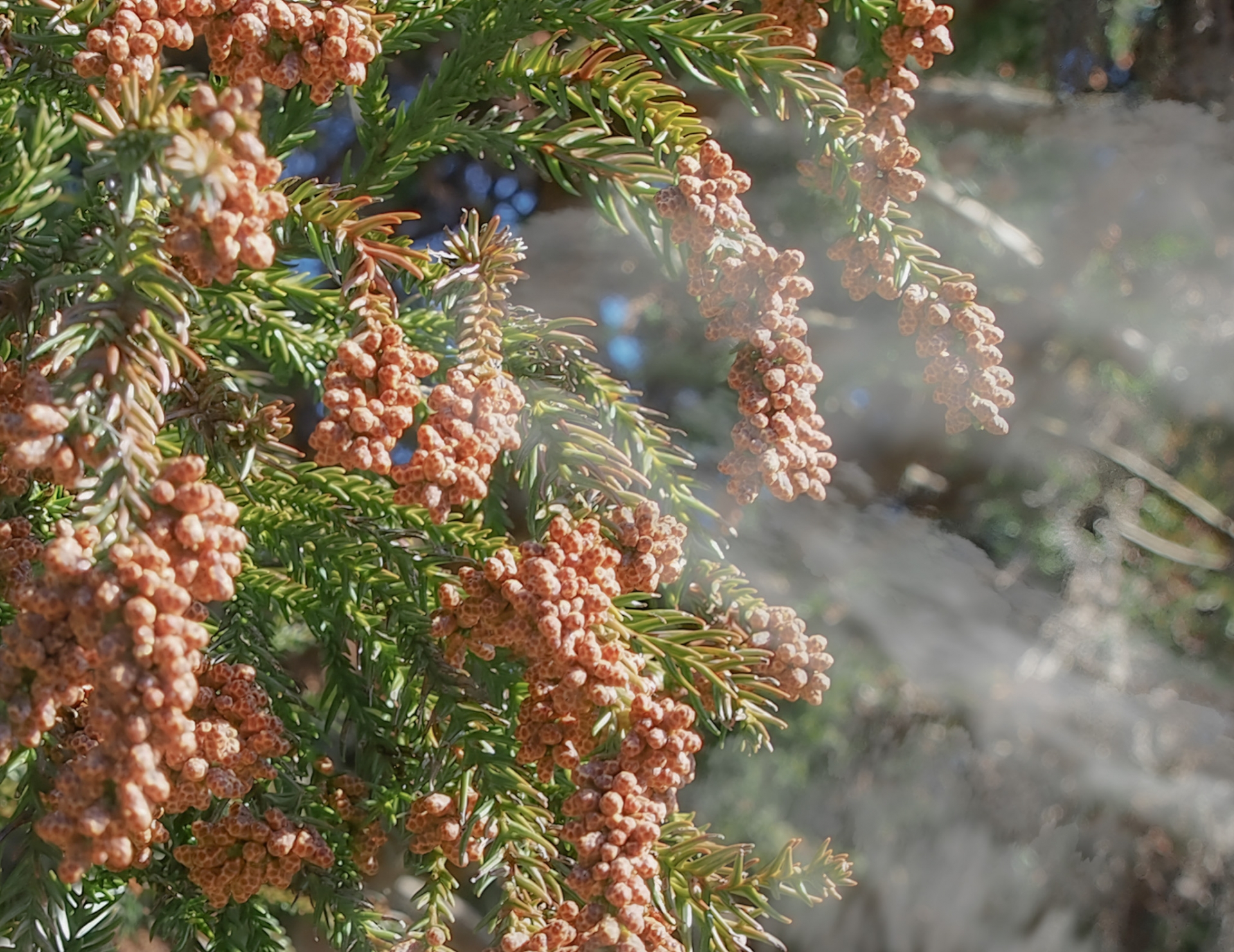 スギの木から花粉が飛散しているようす。