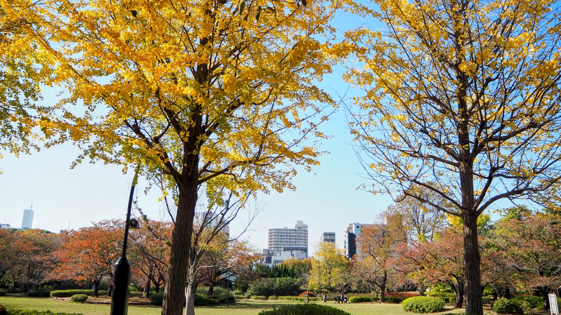 東京都江東区にあるさるえおんし公園。イチョウの木の葉が黄色にいろづいている