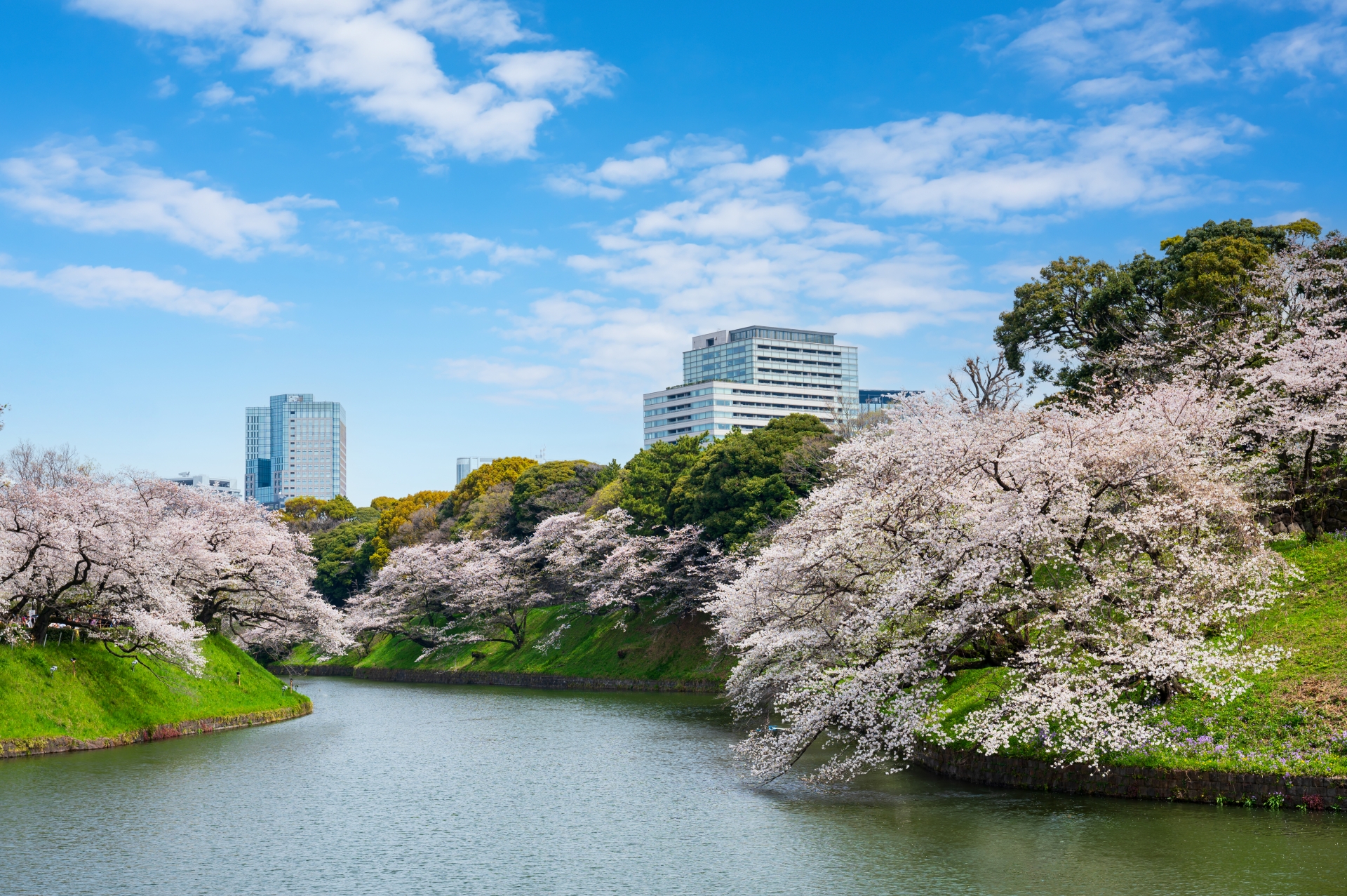 東京の桜の名所である千鳥ヶ淵の桜