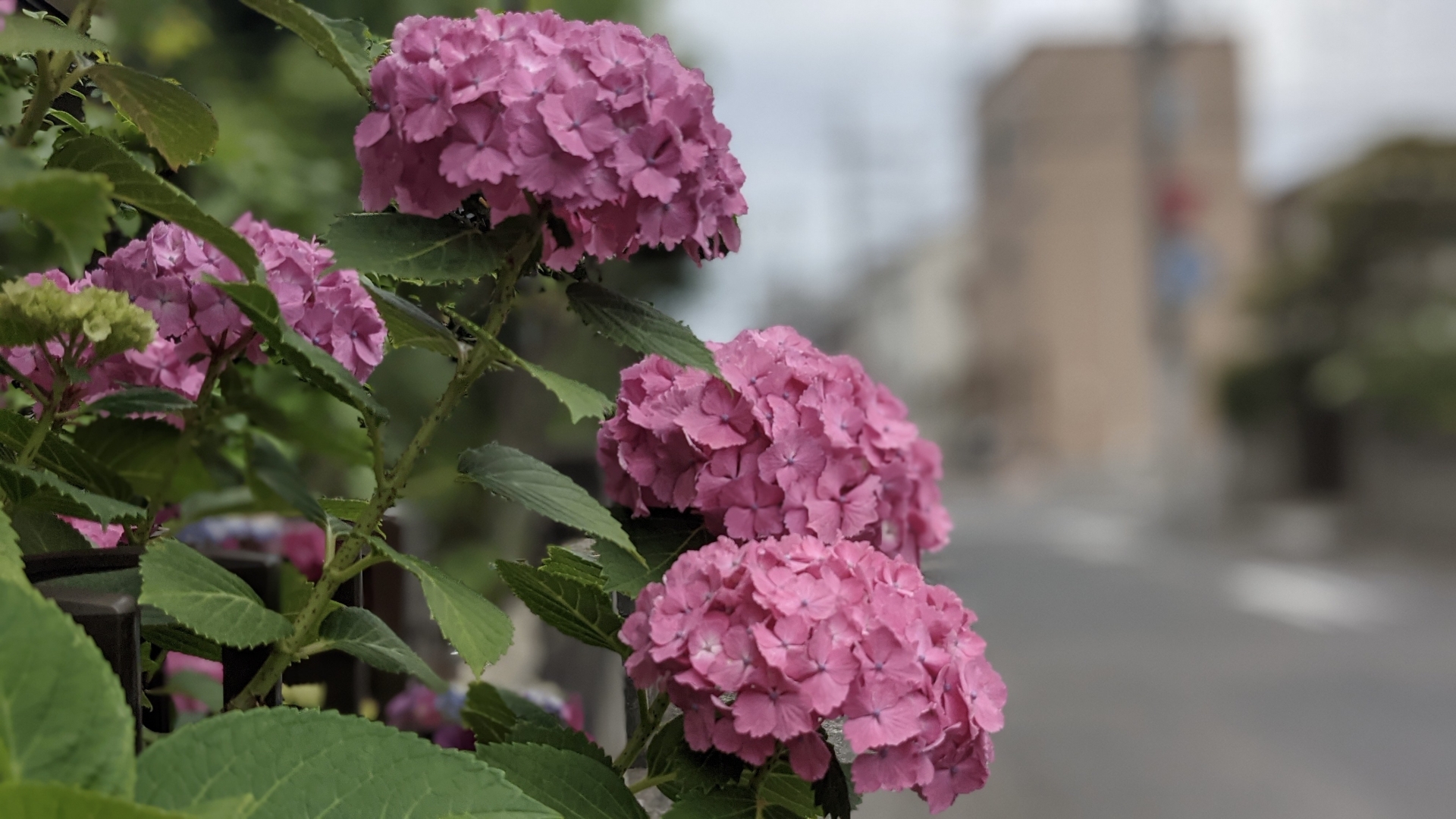 梅雨の時期に咲いているピンク色のあじさいの写真です